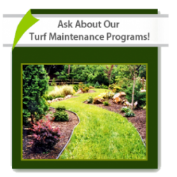 Turf Maintenace Program